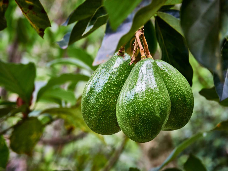 Training on Good Agricultural Practices and Proper Use of Pesticides for Avocado Farmers.